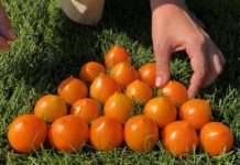 Томат Каченя: опис сорту, характеристика, особливості вирощування