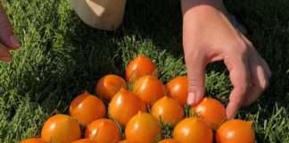 Томат Каченя: опис сорту, характеристика, особливості вирощування