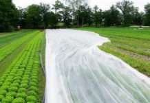 Вибираємо кращий укривний матеріал: від заморозків, шкідників, бурянів