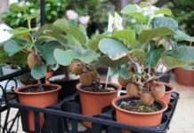 Зараз найкращий час для посіву ківі! Ось як виростити фрукт будинку і на дачі