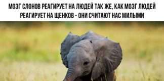 Підбірка прикольних написів до картинок зі змістом