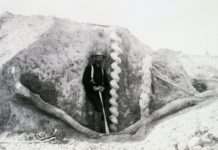 Штопор диявола — що це таке і до чого тут бобри