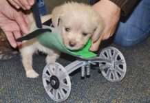 Десять надзвичайно дивних історій про щенят