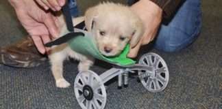 Десять надзвичайно дивних історій про щенят