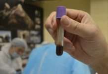 Вчені виявили рідку кров в туші лоша льодовикового періоду