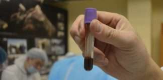 Вчені виявили рідку кров в туші лоша льодовикового періоду