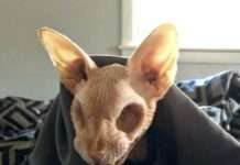 Коли природа страшніше, ніж фільми жахів!