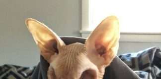 Коли природа страшніше, ніж фільми жахів!