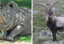 10 тварин, які зникли з лиця Землі з вини людини