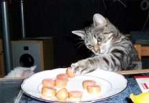 Коти-злодюжки! 12 вихованців, спійманих на гарячому + бонус