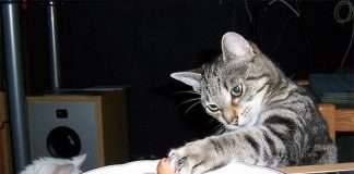 Коти-злодюжки! 12 вихованців, спійманих на гарячому + бонус