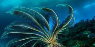 Дивовижний світ, який ховається під льодами Антарктиди