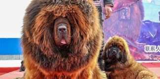 20+ фотографій тибетських мастифів, з яких зрозуміло, чому це найдорожча собака в світі