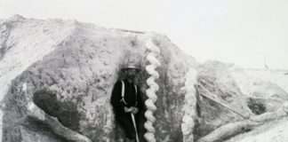 Штопор диявола — що це таке і до чого тут бобри