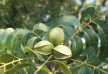 Горіх пекан: де росте в Росії? Особливості вирощування горіха в Росії, Підмосковї та інших кліматичних умовах