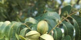 Горіх пекан: де росте в Росії? Особливості вирощування горіха в Росії, Підмосковї та інших кліматичних умовах