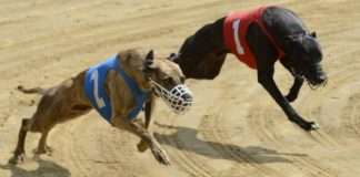 Як будуть діяти Зеленський і Порошенко в останні дні перед вирішальним туром