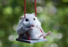 Надзвичайний політ хомяка в Швеції