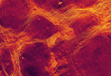 Поверхня венери рухається як лід, що дрейфує в океані