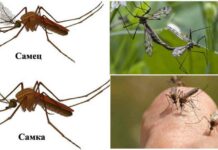 Чому комарі кусаються і смокчуть кров?