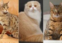 7 типів особистості кішок: який характер у вашої тварини?