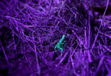 Відео: навіщо скорпіонам флуоресценція