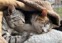 З доброго ранку! (20 фото + 2 гіф)