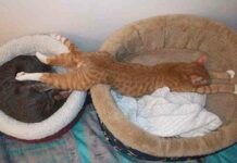 25 котячих поз для сну