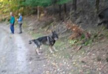 Відео: собака грає в догонялки з дикими кабанами