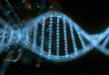 Генетична мутація може продовжити життя на 23%