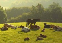 Хаб просвітництва. Новий проект товариства “знання” та компанії cisco зробить якісну освіту доступнішою