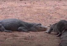 Відео: як кіт вкрав рибку у сплячого крокодила та інші цікаві моменти з тваринами