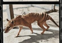 Вимерлого тасманського тигра розфарбували і оживили в кольоровому фільмі