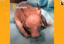 Відео: австралієць врятував вомбата, але йому не дозволили випускати тварину в дику середу