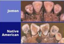 Зуби і днк стали доказом неяпонського походження корінних американців
