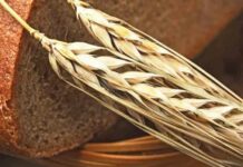 Шведські вчені виявили, що жито допомагає позбутися від зайвої ваги