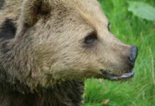 Незрозуміла любов до ведмедів: як цей звір потрапив на герби знакових міст росії