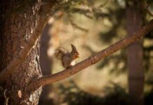 Чай з «хвостом бобра» і паспорт в якості підручника: 6 фактів про канадців