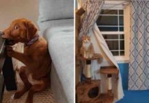 17 вихованців, які напортачили, але впевнені в негайному прощенні (18 фото)