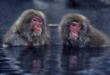 Японські макаки навчилися рибалити, щоб пережити холоди