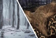 Дівчина, гуляючи в лісі, знайшла невідому тварину, яка просила про допомогу