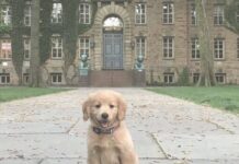 Генетики шукають ключі до довголіття собак, щоб продовжити життя людям