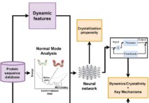 Танец Белков: Новая Модель Раскрывает Тайны Функциональности