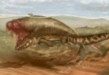 Миоценовый обед хищников: Дюгоня, ставшая добычей акул и крокодилов