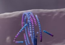 Танец Смерти и Рождения: Как Бактерии Строят Себя Самих Себя