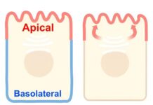 Десятилетний загадка эпителия: Раскрыт механизм доставки белков к вершинам клеточных «короб»