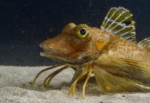 Рыба-искатель с Ногами-Чудо-Языками