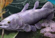 Тайна «Живого Ископаемого»: Австралийское Находка Переписывает Эволюцию Целакантов