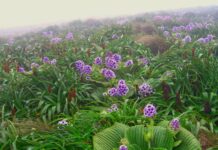 Цветочный Майданчик Эволюции: Тайны Расцвета Астровых на Островитях