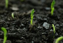 Подземная битва: Как антибиотики подрывают защиту растений и открывают путь болезням